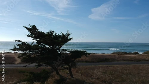 Arbre penché sur le front de mer