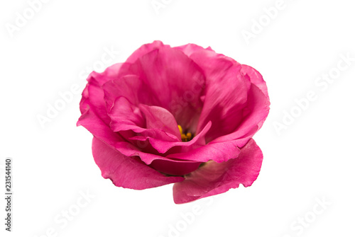 red eustoma isolated