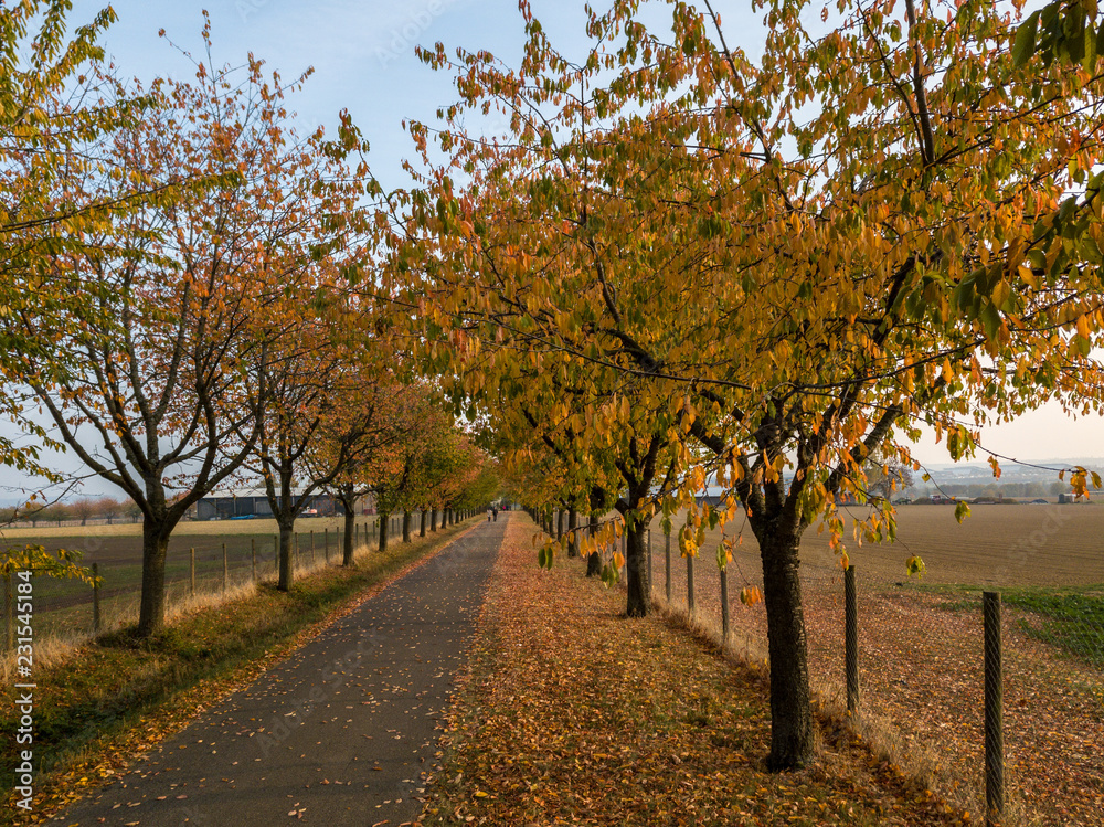 Naklejka premium Alley in autumn park with colorful foliage