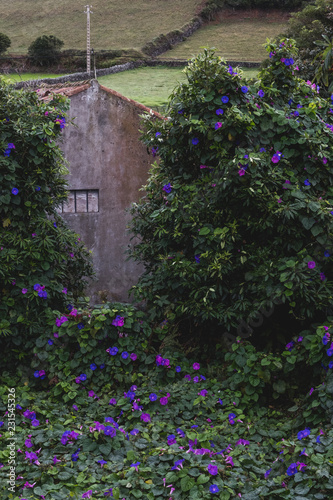 Abandoned farmhouse covered in morning glories 