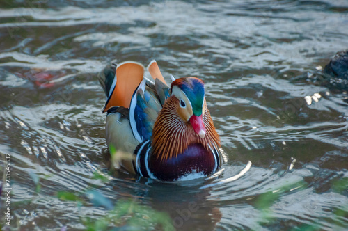 Wallpaper Mural Central Park Mandarin Duck Celebrity Torontodigital.ca