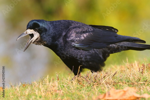 Black Rook bird with open beak stands on the green grass and looks at you against a blurred background.