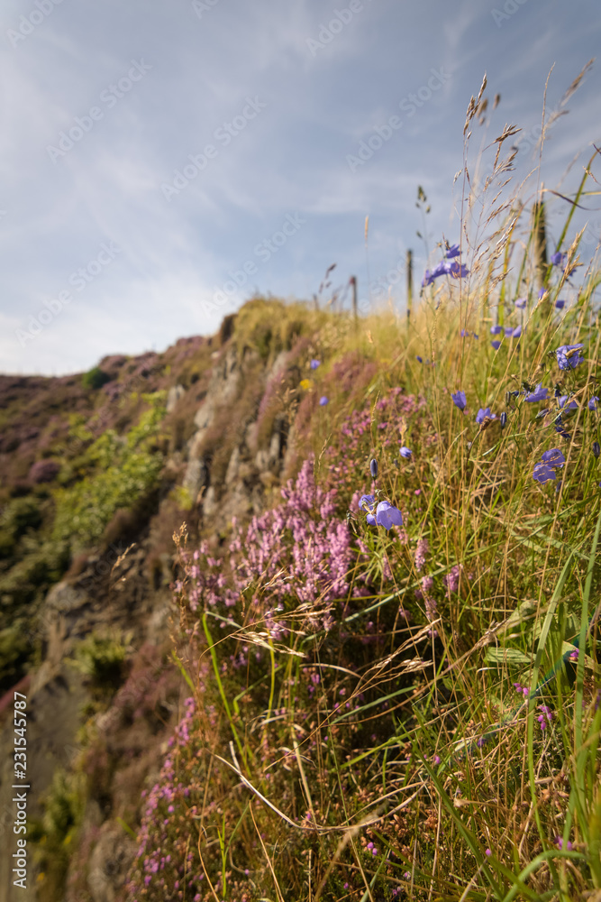 Obraz premium Pink heather and field flowers blossoming in the meadows of England