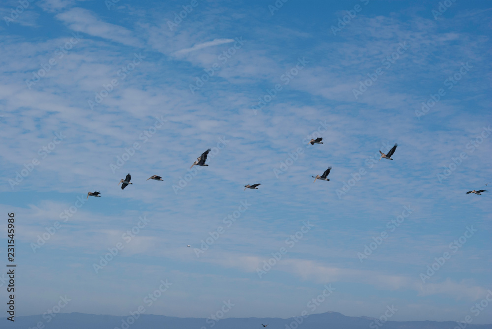 flock of pelicans flying over the pacific ocean