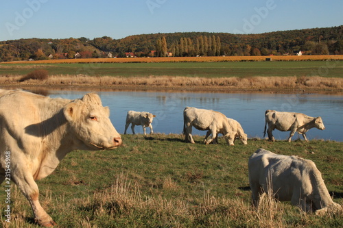 Charolais-Rinder auf den Elbwiesen