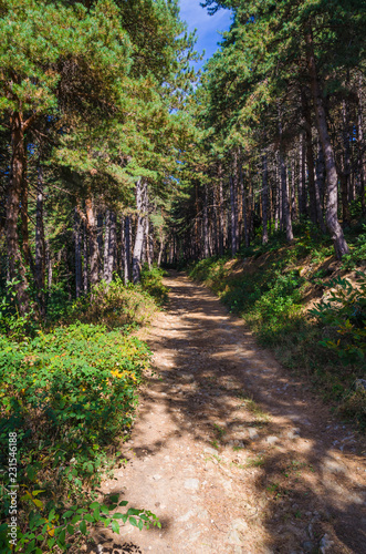 Fototapeta las spokój zdrowie krajobraz sosna