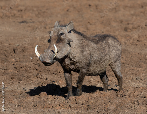 warthog with big teeth walking in the Mokala National Park in South Africa