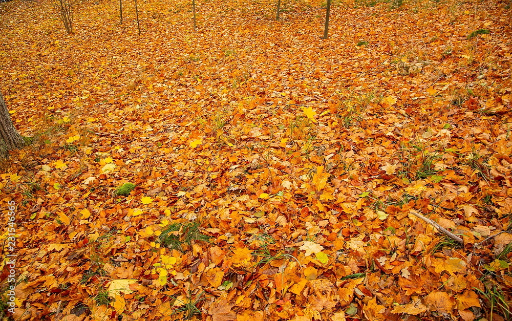 Gorgeous texture / background of yellow orange fallen leaves. Autumn / fall beautiful backgrounds. Gorgeous texture / background of yellow orange fallen leaves. Autumn / fall beautiful backgrounds.