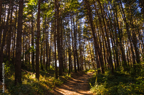 sentier dans le forêt