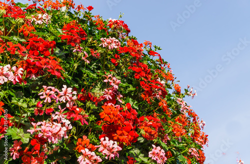 Fototapeta Naklejka Na Ścianę i Meble -  A huge bush of geranium planted in pots on a pole.The decoration of the city.Gardening