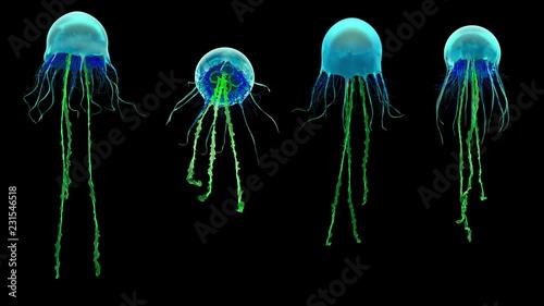 Jellyfish, high quality 4k animation assets. Seen from different perspectives.  The video is loopable, and contains the alpha channel. Version 03