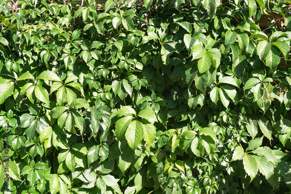 Obraz premium Green creeping grapes background