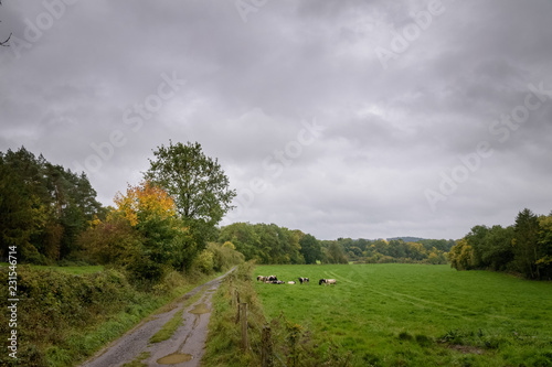 Cows gathering in green fields at the countryside of the wet Ardennes Belgium