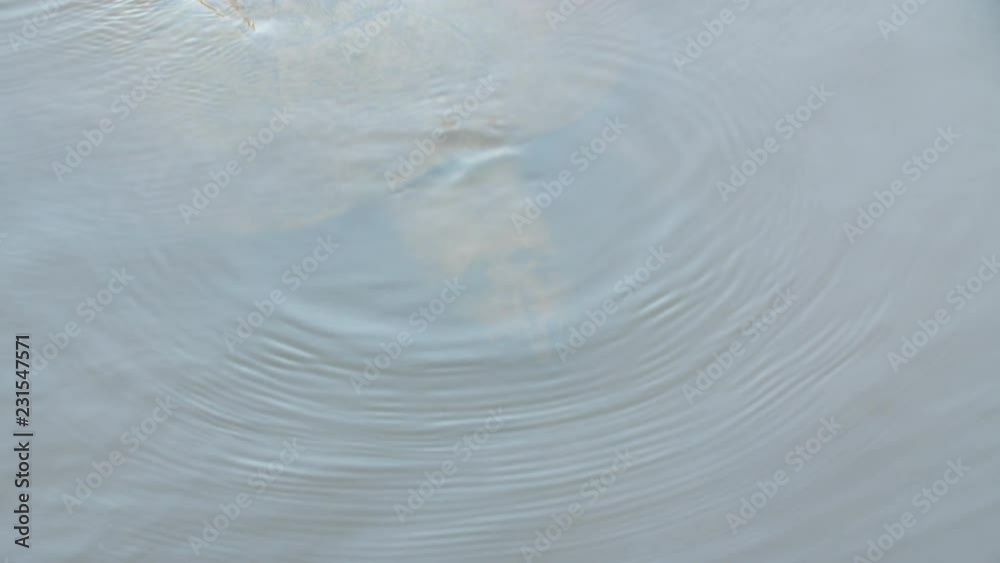 Arrau, Arran or Tortue tartaruga Podocnemis expansa turtle French Guiana zoo