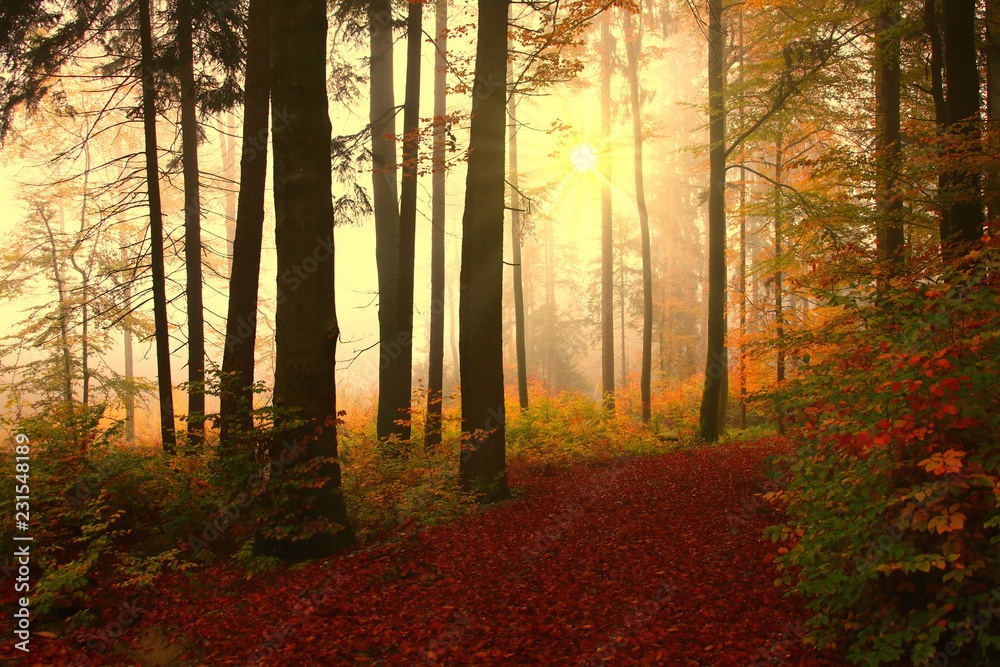 Obraz premium herbstwald im nebel