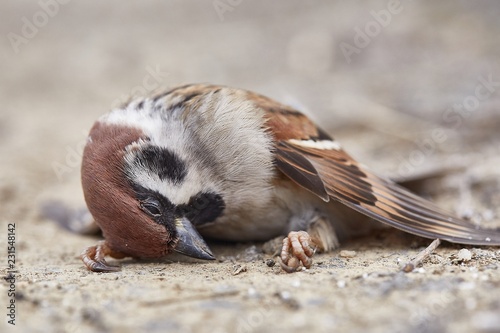 Dead sparrow on the ground