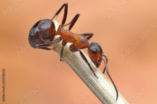Ant sitting on a stalk of grass. 