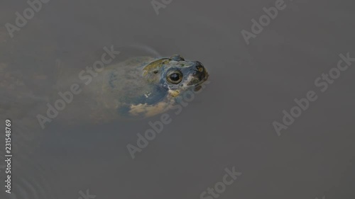 close up Arrau, Tortue tartaruga Podocnemis expansa turtle French Guiana zoo  photo