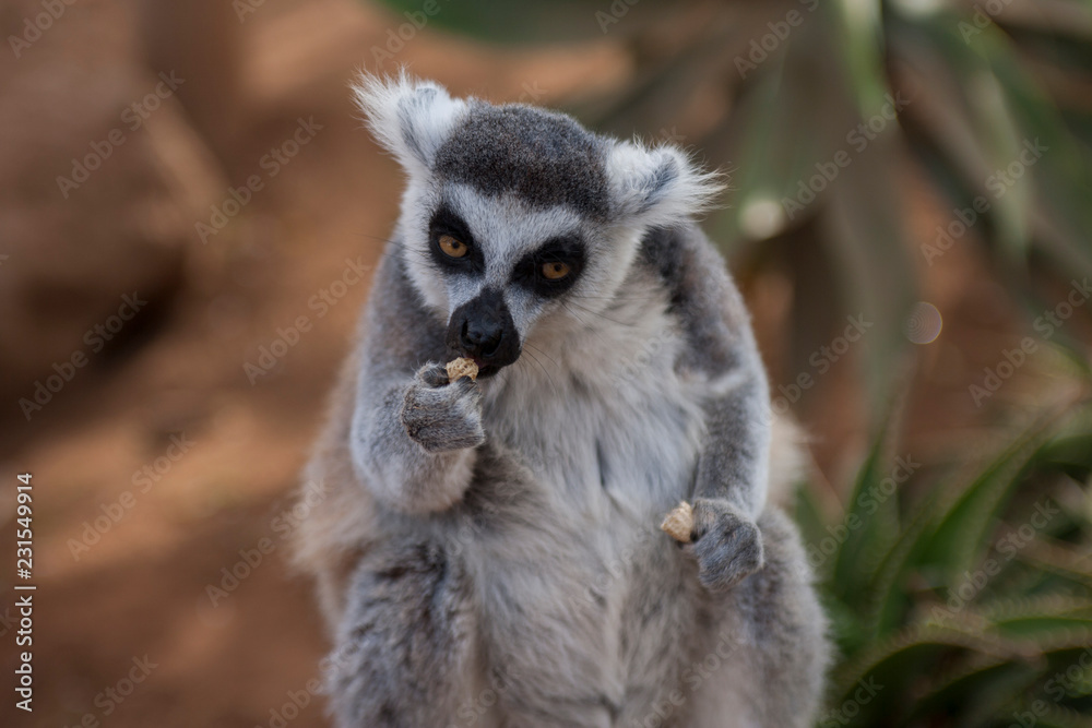 Naklejka premium On the island of Tenerife / На острове Тенерифе