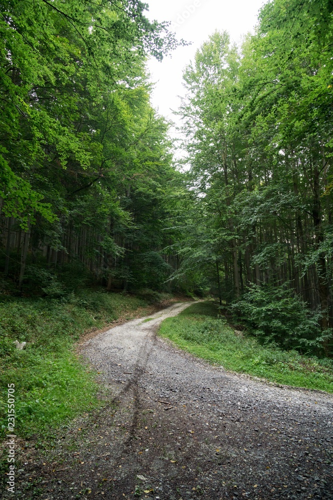 Magic trees and paths in the forest and on meadow. Czech Republic