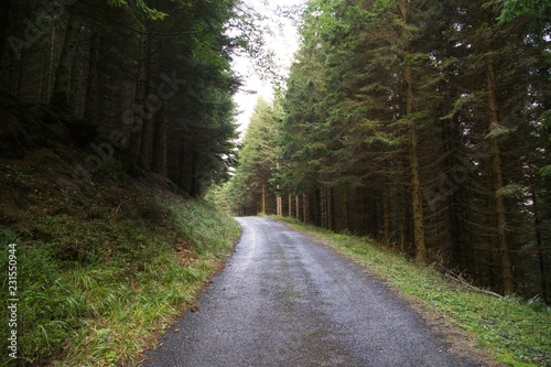 Magic trees and paths in the forest and on meadow. Czech Republic