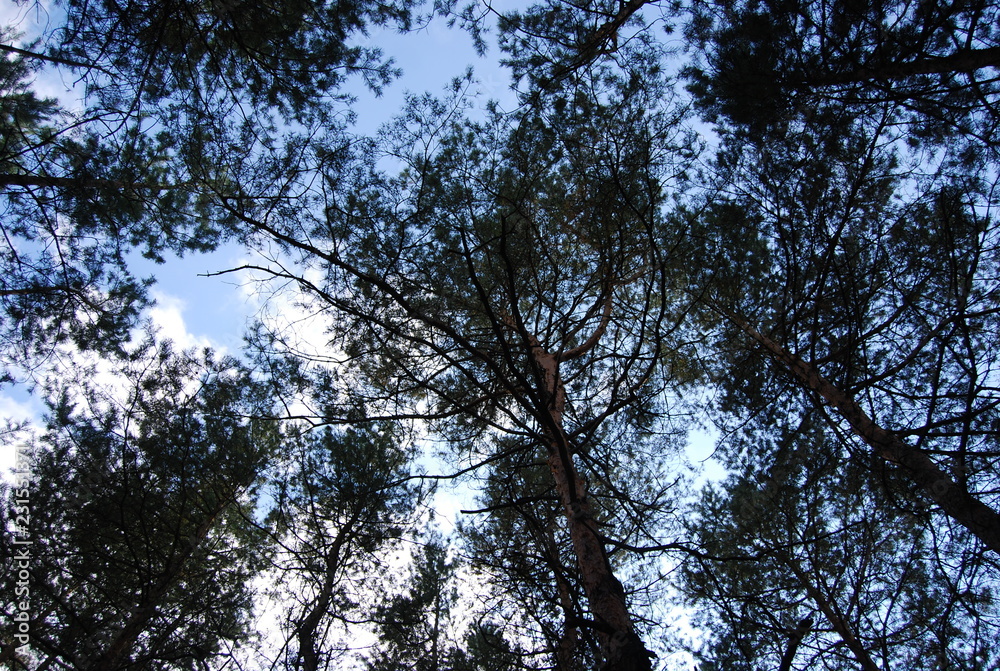 Fototapeta premium korony drzew