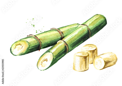 Sugar cane composition  Watercolor hand drawn illustration isolated on white background