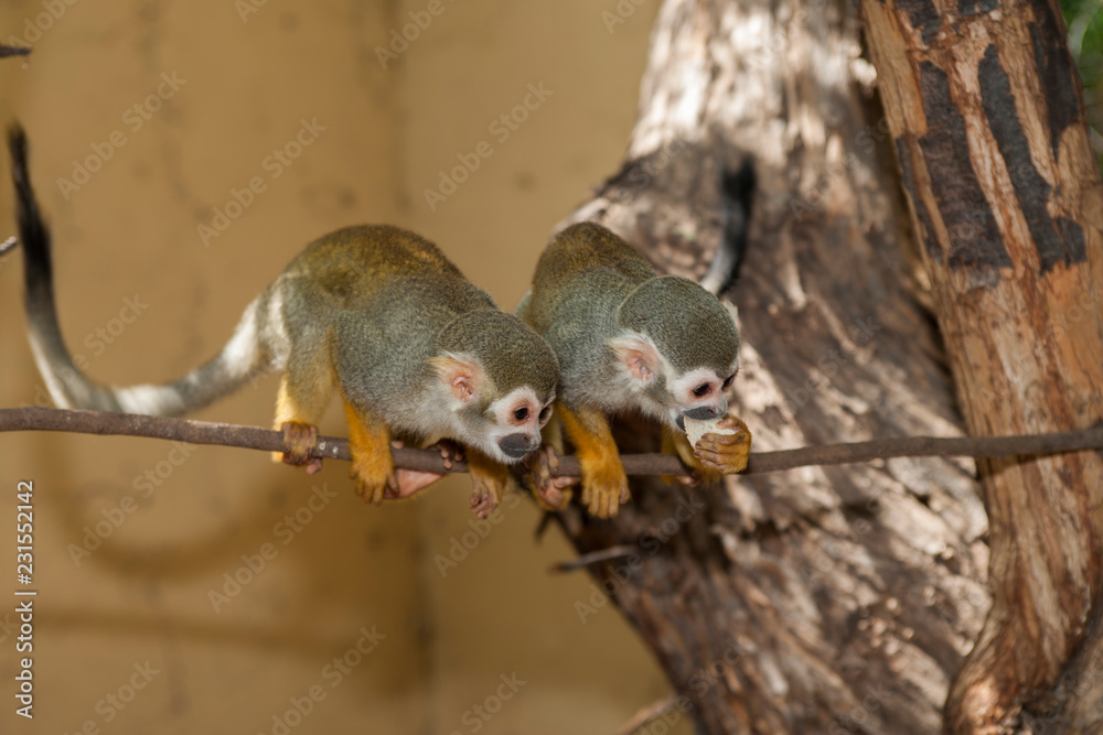 Obraz premium На острове Тенерифе / On the island of Tenerife