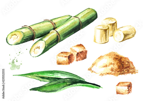 Sugar cane set  Watercolor hand drawn illustration isolated on white background