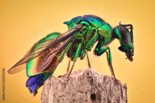 Extreme magnification - Cuckoo wasp