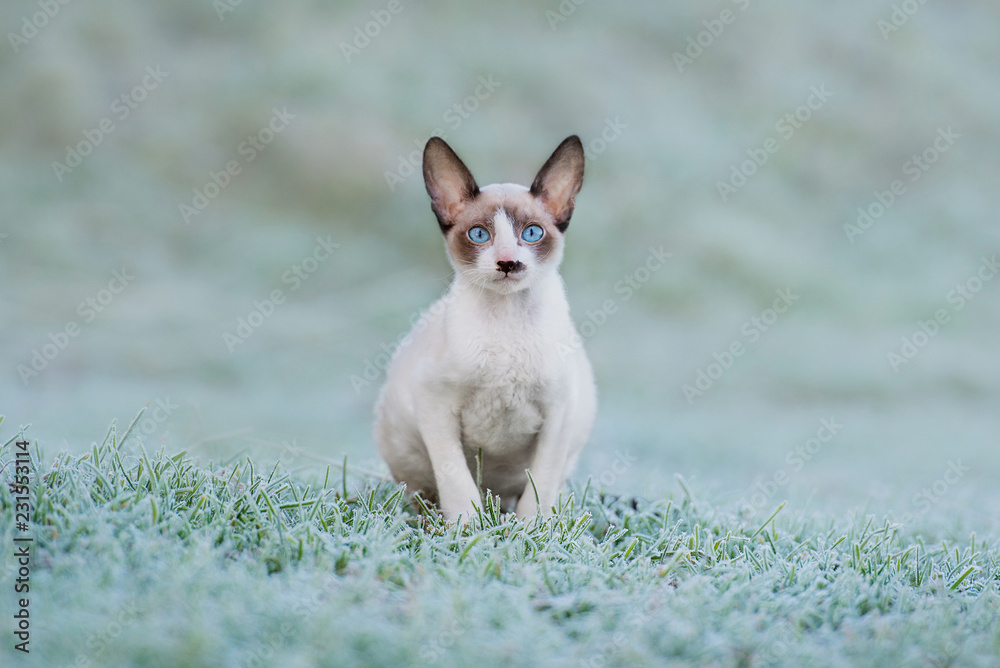 Cornish rex kitten in a frosty autumn morning Cornish rex kitten in a frosty autumn morning