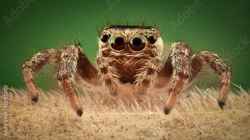 Extreme magnification - Jumping spider