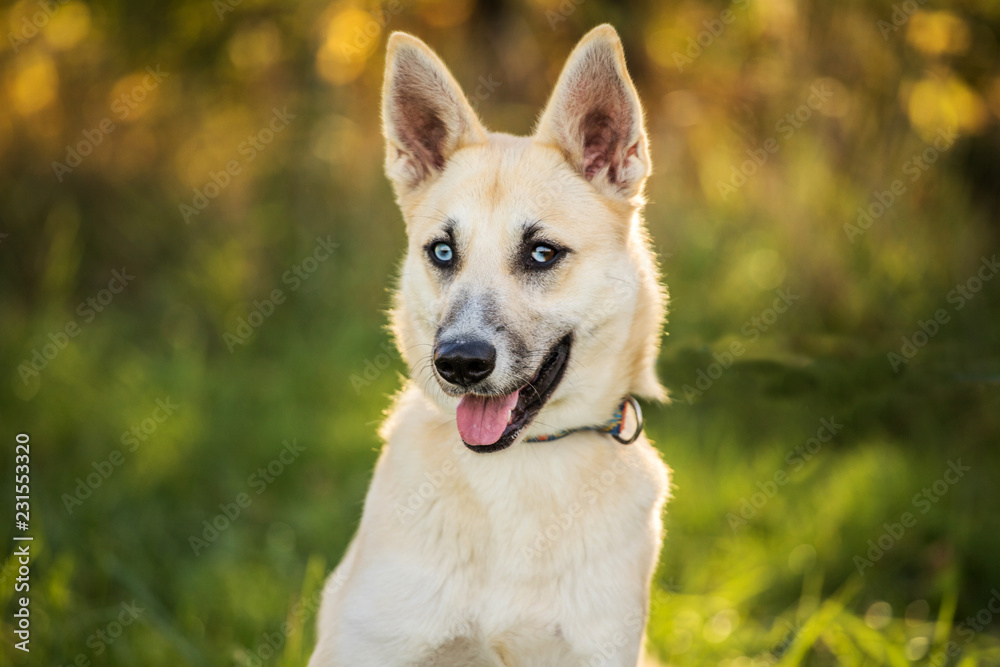 young dog with heterochromia