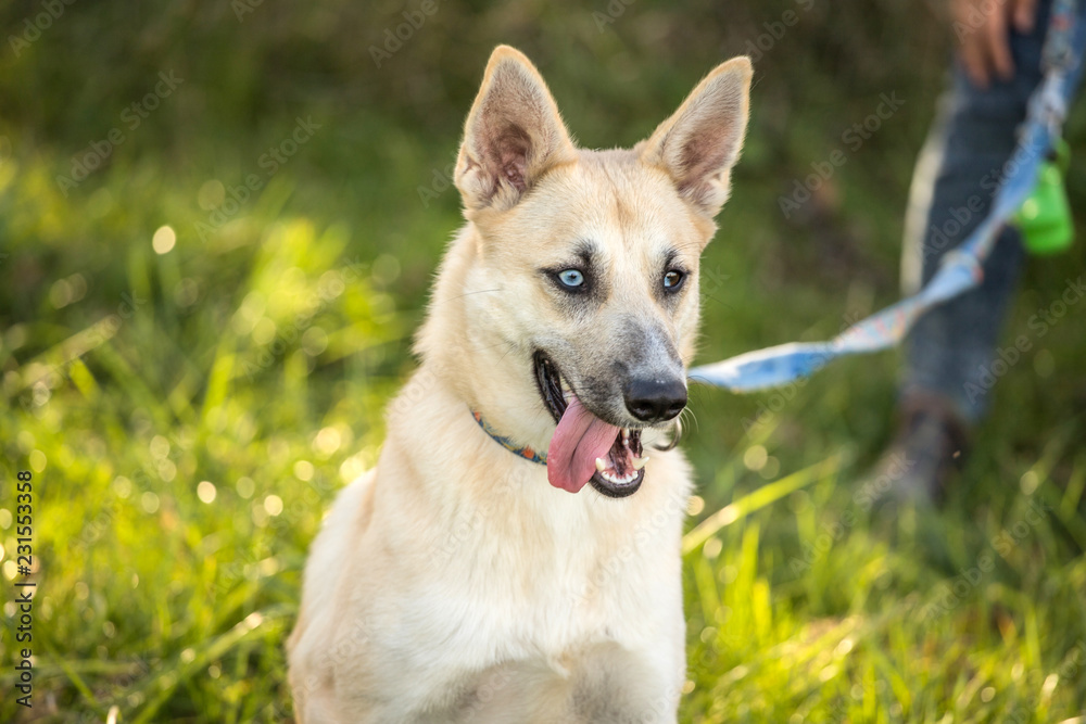 Fototapeta premium young dog with heterochromia