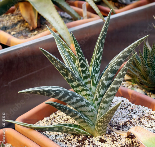 Aloe variegated or tiger - perennial herbaceous succulent plant
