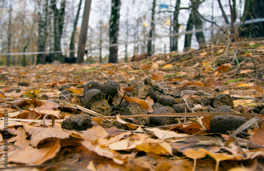 Horse feces lie in yellow leaves on the ground. Horse feces lie in yellow leaves on the ground.