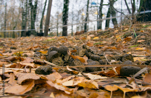 Horse feces lie in yellow leaves on the ground.