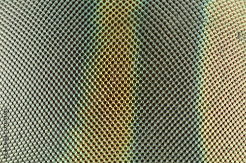 Extreme magnification - Compound eye texture under the microscope