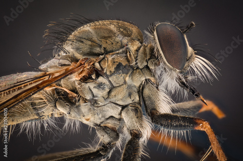 Extreme magnification - Robber fly photo