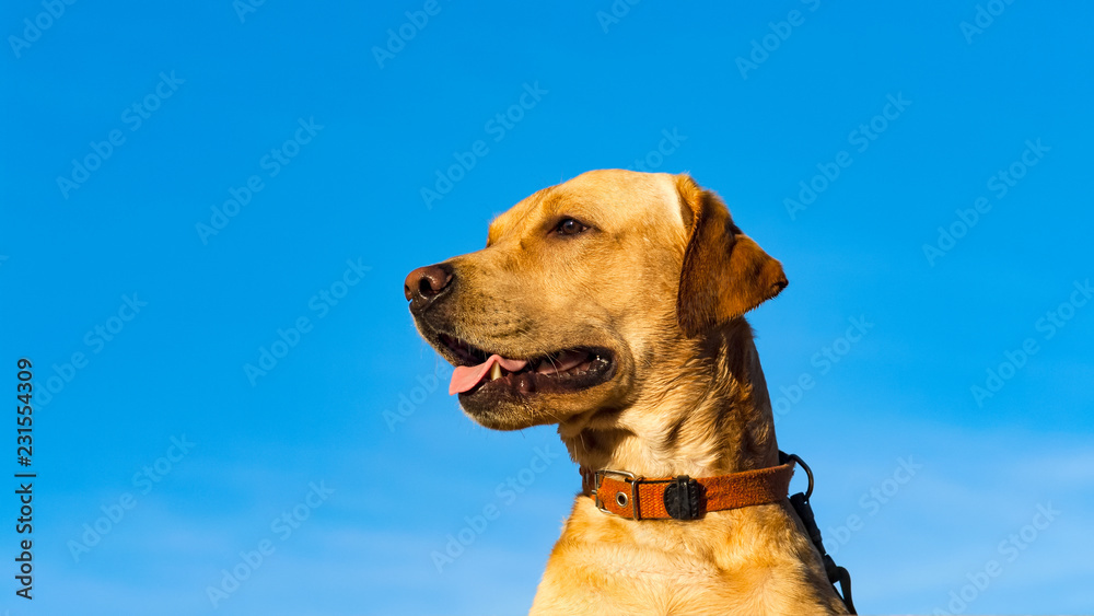Portrait of a happy golden labrador dog at a blue sky background. Portrait of a happy golden labrador dog at a blue sky background.