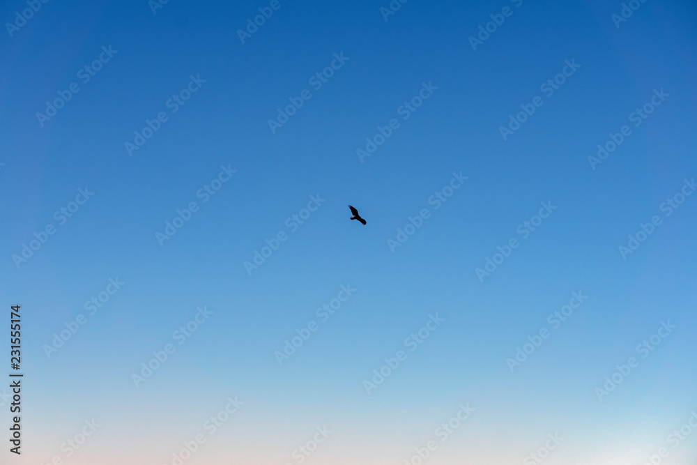 vulture flies in the blue sky