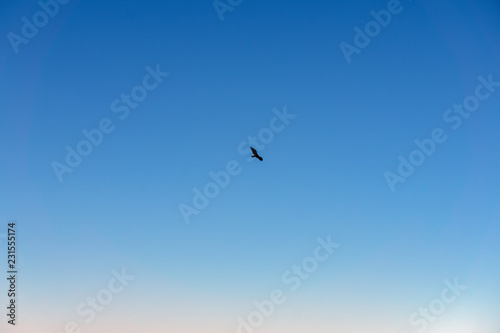 vulture flies in the blue sky