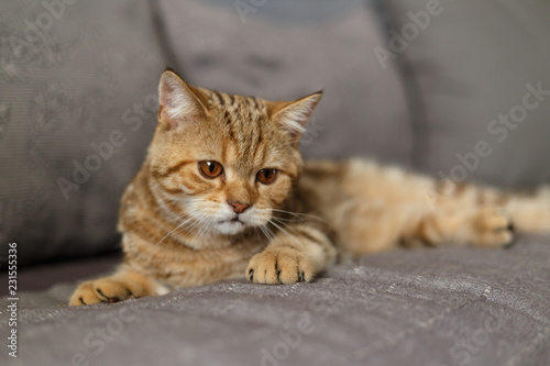 Portrait cute of a kitten Scottish Straight. Scottish cat golden marble © svetlichniy_igor