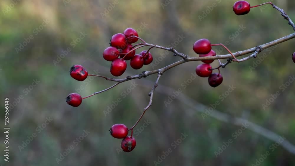 Ripe hawthorn branch on breeze (Crataegus) - (4K) Ripe hawthorn branch on breeze (Crataegus) - (4K)