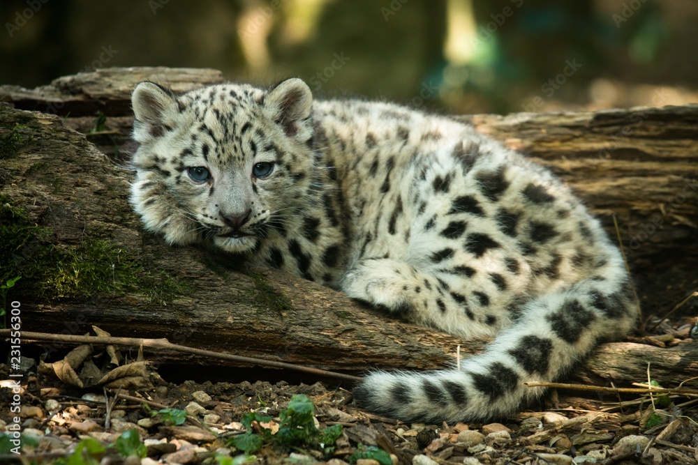 Snow leopard, ounce, kitten, Panthera uncia Snow leopard, ounce, kitten, Panthera uncia