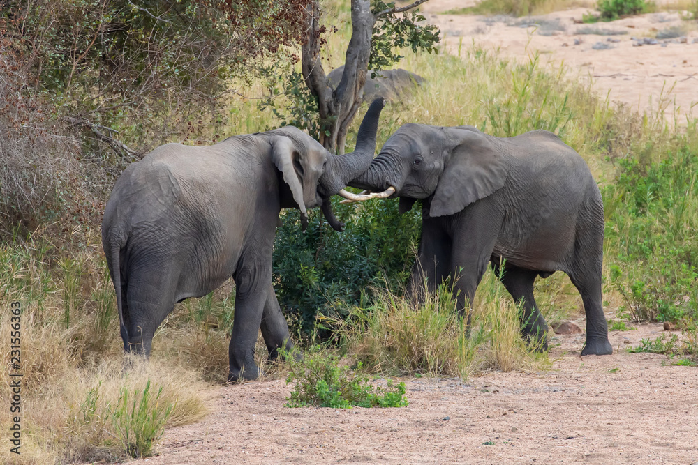 Fototapeta premium Elefant 43