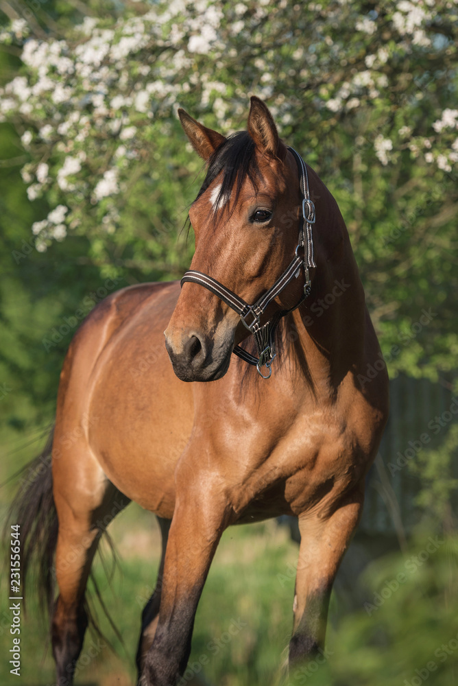 Fototapeta premium Beautiful bay horse in summer