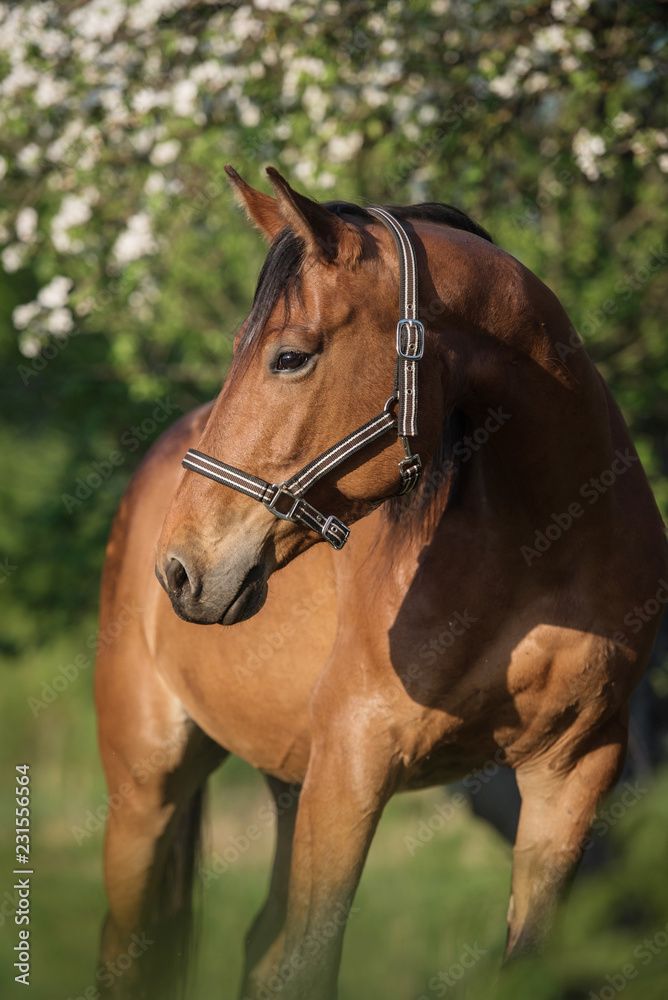 Obraz premium Beautiful bay horse in summer