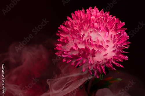 pink flower asters on a black background