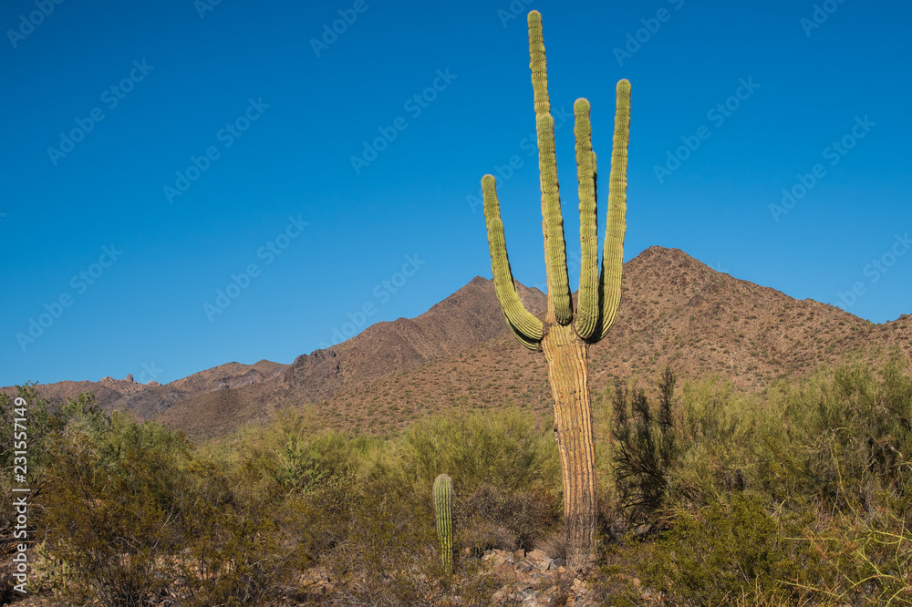 saguaro cactus in arizona desert mountain